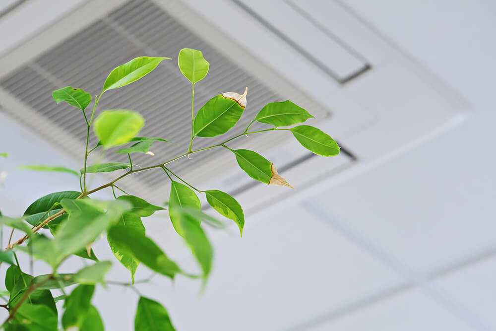 leafy green plant under an ac vent